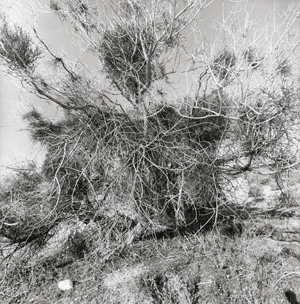 Lee Friedlander's Mojave Desert (Mary Boone gallery, 2009)